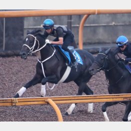 ディープボンドは先週、今週と幸が手綱を取った