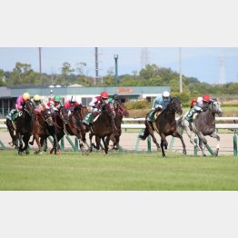 【田中の土曜競馬コラム・オパールＳ】｜田中翔大 必翔馬券