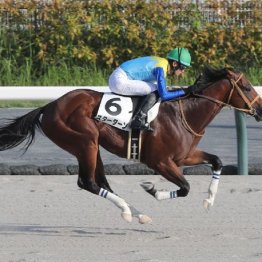 【新谷の土曜競馬コラム・大山崎Ｓ】