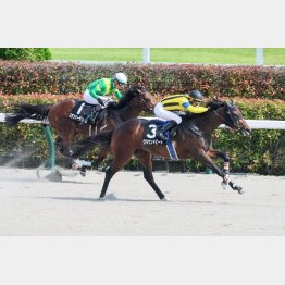 【飯島の土曜競馬コラム・赤富士Ｓ】｜飯島の１日１鞍