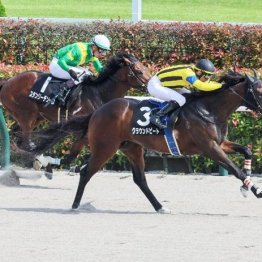 【飯島の土曜競馬コラム・赤富士Ｓ】