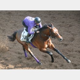 【田中の日曜競馬コラム・京都大賞典】｜田中翔大 必翔馬券