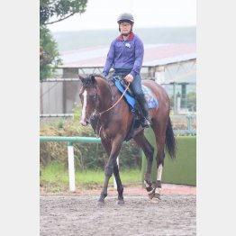 【播磨の日曜競馬コラム・毎日王冠】｜播磨政勝 競馬道楽