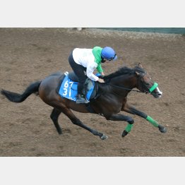 【勝羽の日曜競馬コラム・毎日王冠】｜勝羽太郎 情報ノート