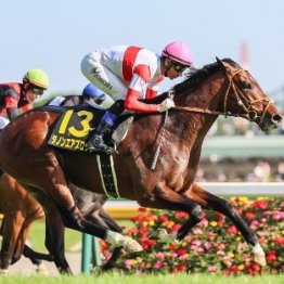 【市川の日曜競馬コラム・毎日王冠】