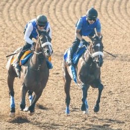 【新居の日曜競馬コラム・毎日王冠】