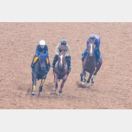 【木津の日曜競馬コラム・毎日王冠】｜ホースマン直撃