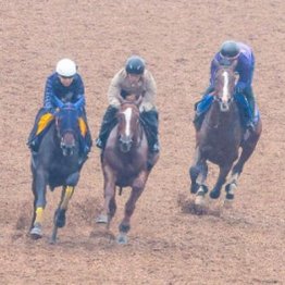 【木津の日曜競馬コラム・毎日王冠】