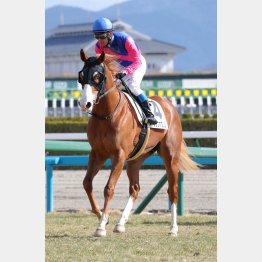 【レスキュー隊の日曜競馬コラム・京都12Ｒ】｜最終レスキュー 最後にアナタを助…