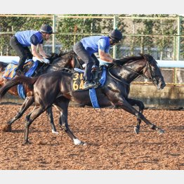 古馬オープンと併走