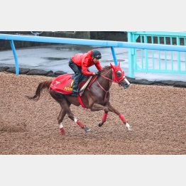 アドマイヤベルは久々でも上々の動き