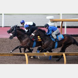 ステレンボッシュ（中）とミアネーロ（奥）は併せ馬で併入