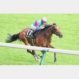 【木津の土曜競馬コラム・飛翼特別】｜ホースマン直撃