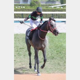 【武田の土曜競馬コラム・大阪スポーツ杯】｜武田記者 データがベース