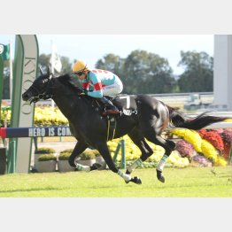 【田中の土曜競馬コラム・大原Ｓ】｜田中翔大 必翔馬券