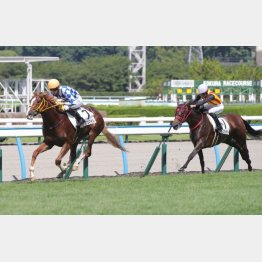 【亀井の土曜競馬コラム・紫菊賞】｜亀井記者の血統ロックオン