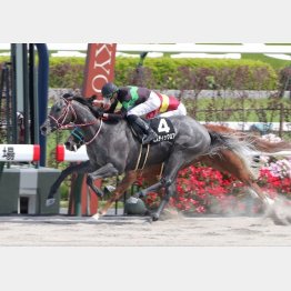 【新谷の土曜競馬コラム・大阪スポーツ杯】｜新谷式レースレート 数字が走る