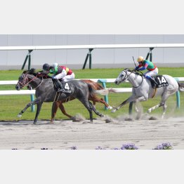 【勝羽の土曜競馬コラム・大阪スポーツ杯】｜勝羽太郎 情報ノート