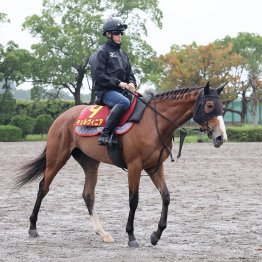 【田中の日曜競馬コラム・秋華賞】｜田中翔大 必翔馬券