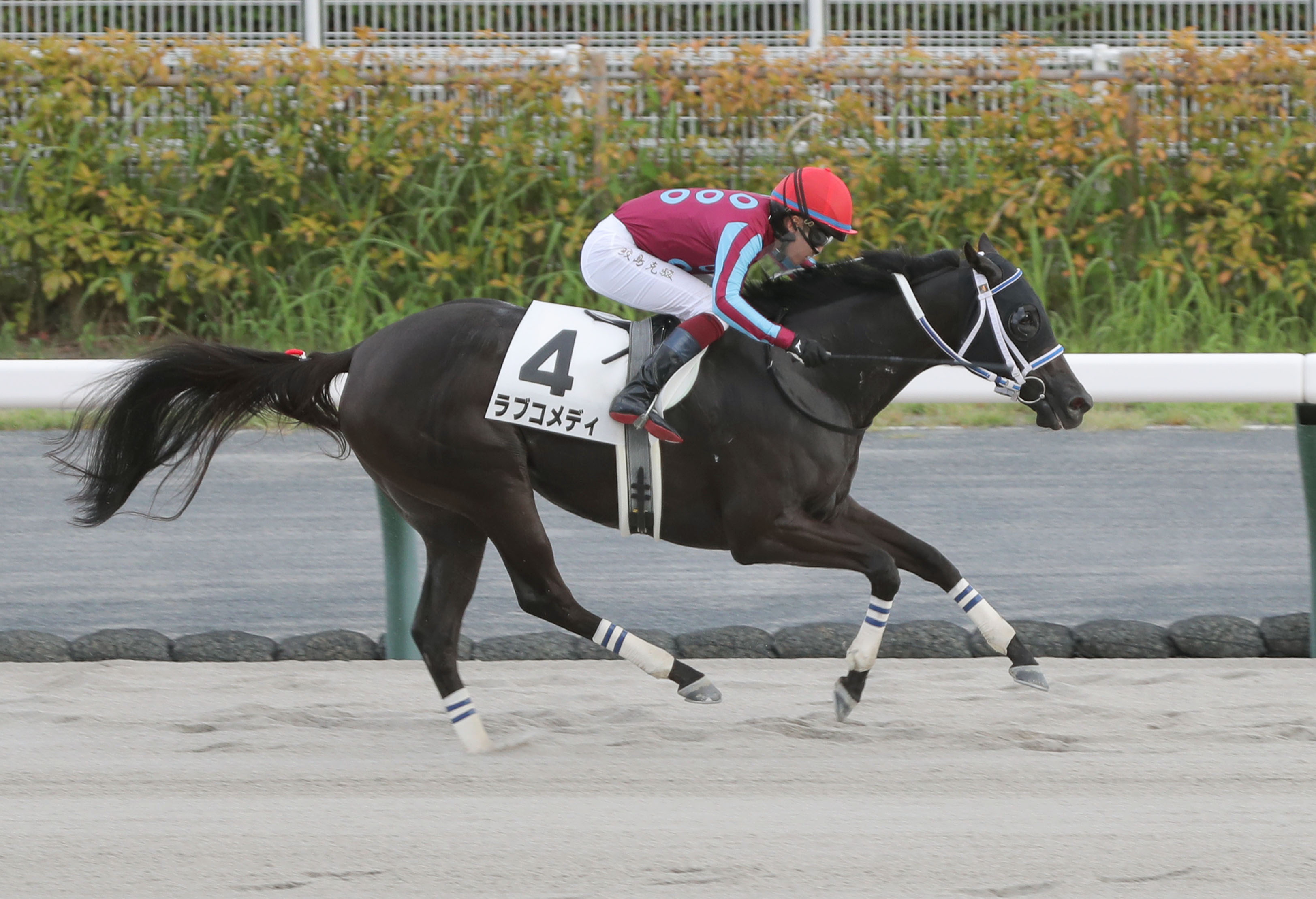 【レスキュー隊の日曜競馬コラム・京都12Ｒ】｜最終レスキュー 最後にアナタを助…