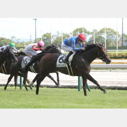 【レスキュー隊の月競馬コラム・新潟12Ｒ】｜最終レスキュー 最後にアナタを助…