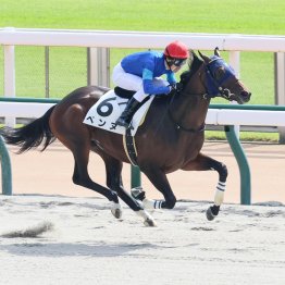 月曜東京の２歳ダート戦を勝った２頭に注目