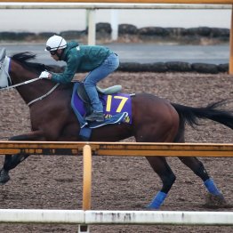 【菊花賞】メイショウタバル精神面が成長し「あえてスイッチを入れない調整」