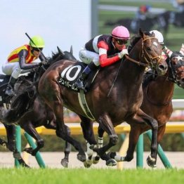 【マリナの土曜競馬コラム・富士Ｓ】