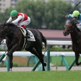 【木津の土曜競馬コラム・アイビーＳ】