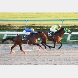 【橘の土曜競馬コラム・オータムリーフＳ】｜鬼才・橘 万券アタック