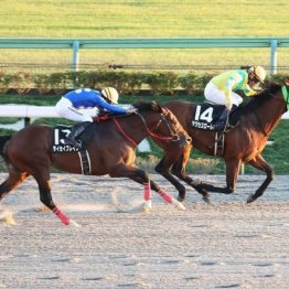 【橘の土曜競馬コラム・オータムリーフＳ】