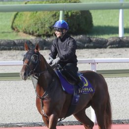 【菊花賞】出走全馬の特選情報