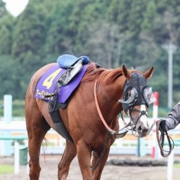 【菊花賞】出走全馬の特選情報