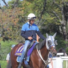 【菊花賞】出走全馬の特選情報