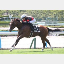 【市川の日曜競馬コラム・菊花賞】｜市川が人気馬を斬る