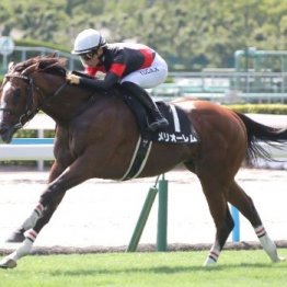 【市川の日曜競馬コラム・菊花賞】