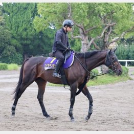 【木津の日曜競馬コラム・菊花賞】｜ホースマン直撃