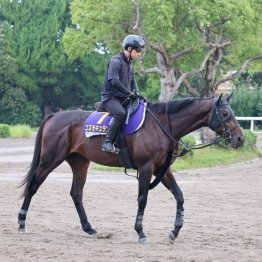 【木津の日曜競馬コラム・菊花賞】