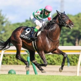 【大谷の日曜競馬コラム・菊花賞】