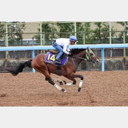 【田中の日曜競馬コラム・菊花賞】｜田中翔大 必翔馬券