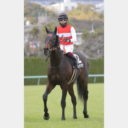 【亀井の日曜競馬コラム・菊花賞】｜亀井記者の血統ロックオン