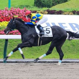 【レスキュー隊の日曜競馬コラム・東京12Ｒ】