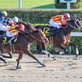 【ブラジルＣ】８番人気のトップハンデ馬グロリアムンディ首差勝ち