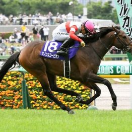 【マリナの土曜競馬コラム・スワンＳ】