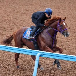 【市川の土曜競馬コラム・スワンＳ】