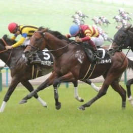 【橘の土曜競馬コラム・スワンＳ】