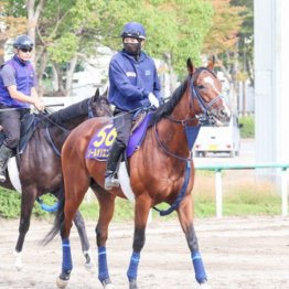 【市川の日曜競馬コラム・天皇賞】