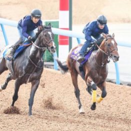 【新居の日曜競馬コラム・天皇賞】