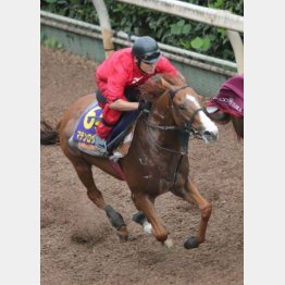 【橘の日曜競馬コラム・天皇賞】｜鬼才・橘 万券アタック