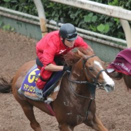 【橘の日曜競馬コラム・天皇賞】